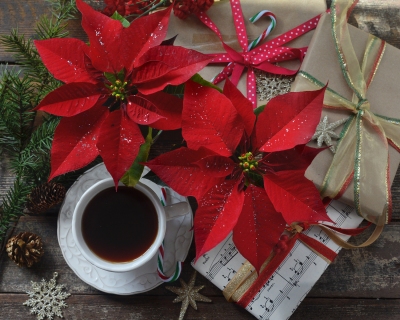 CB-2883-christmas_poinsettias