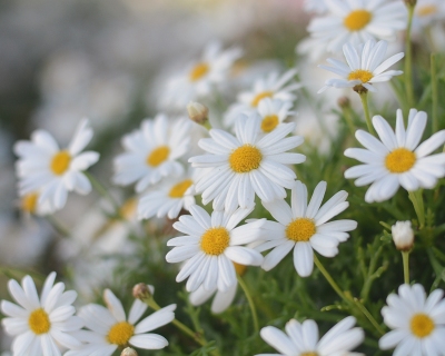 CB-2885-daisies_horizontal