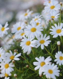 CB-2886-daisies_vertical1