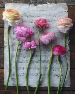 CB-2890-flowers_music-sheet