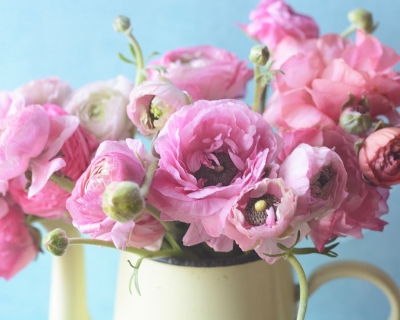 CB-2891-pink_ranunculus_yellowpot1