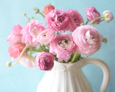 CB-2892-pink_ranunculus