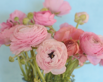 CB-2893-pink_ranunculus2