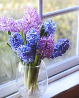 CB-2894-hyacinth_windowsill