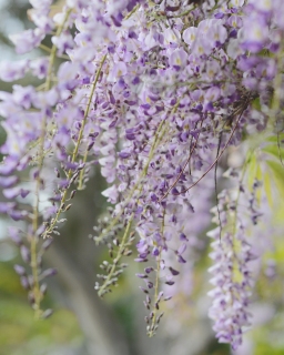 CB-2895-wisteria1