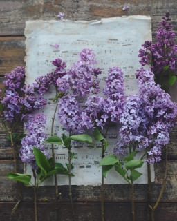 CB-2899-lavender_music_sheet