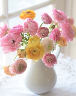 CB-2905-ranculus_window_jar