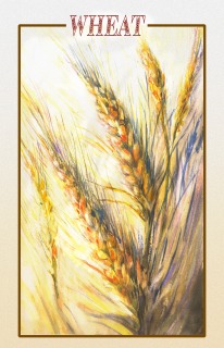 JA-7005-Wheat