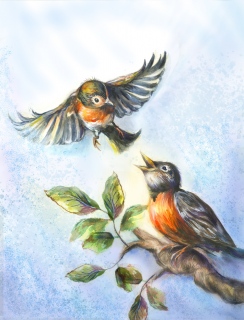 JA-7015c4-robins JA-7015c4-robins