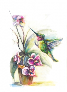 JA-7017-hummingbird-2