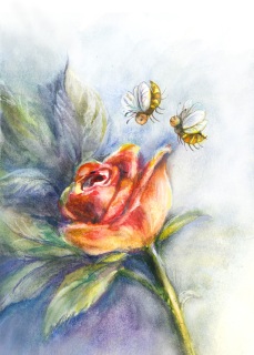 JA-7019-Rose JA-7019-Rose