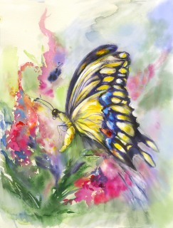 JA-7027-swallowtail