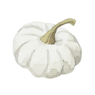 JW-1171c-white-pumpkin