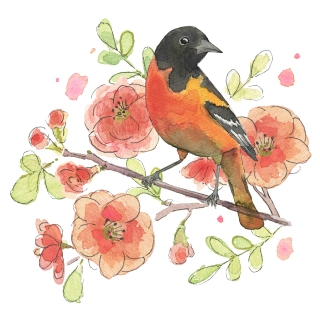 JW-1172o-baltimore-oriole-placement