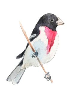 JW-1187b-rose-breasted-grosbeak