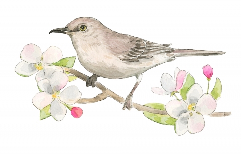 JW-1187d-northern-mockingbird