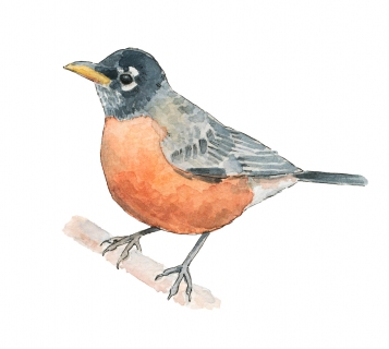 JW-1187e-american-robin JW-1187e-american-robin