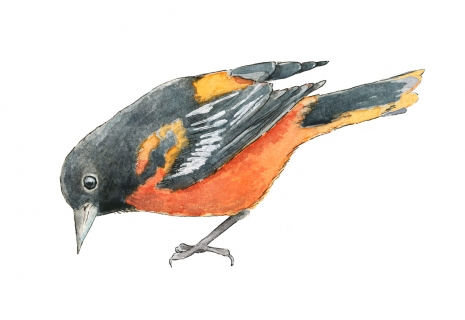 JW-1187f-baltimore-oriole