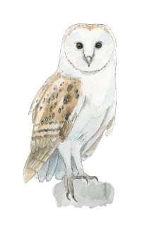 JW-1187g-barn-owl