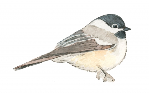 JW-1187i-chickadee