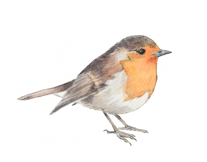 JW-1187j-european-robin