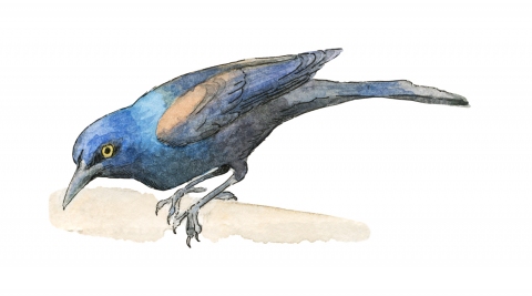 JW-1187k-grackle