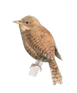 JW-1187m-house-wren