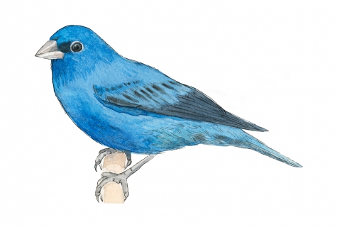 JW-1187n-indigo-bunting