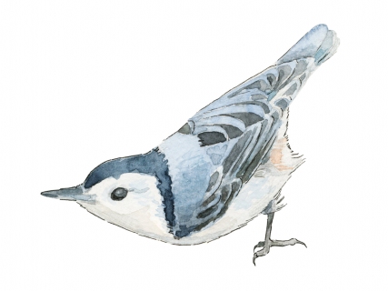 JW-1187p-nuthatch