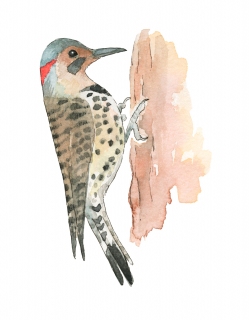 JW-1187q-red-bellied-woodpecker