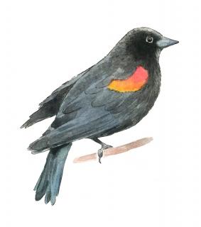 JW-1187r-red-winged-blackbird