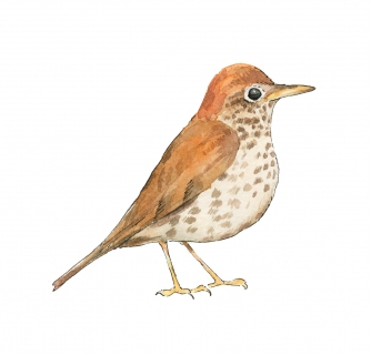 JW-1187t-wood-thrush