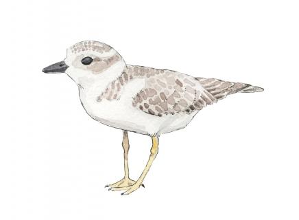 JW-1187v-piping-plover