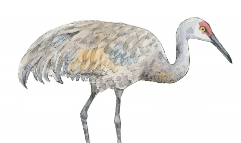 JW-1187w-sandhill-crane