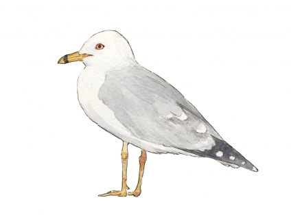 JW-1187x-seagull