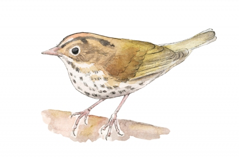JW-1187y-ovenbird