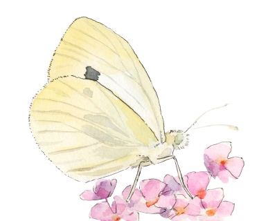 JW-1188b-cabbage-white-butterfly