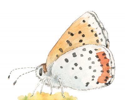 JW-1188c-fritillary-butterfly