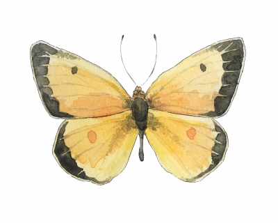 JW-1188d-orange-sulphur-butterfly
