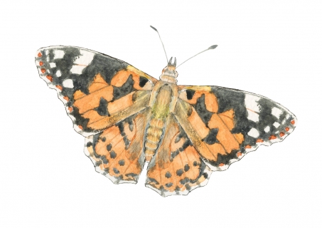 JW-1188e-painted-lady