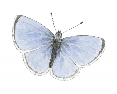 JW-1188f-western-azure-butterfly