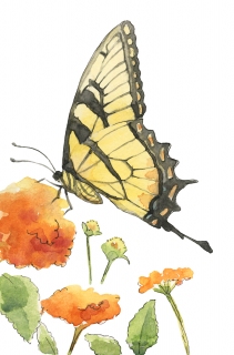 JW-1188g-yellow-swallowtail