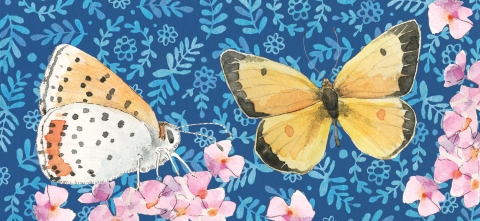 JW-1196c-butterfly-mug