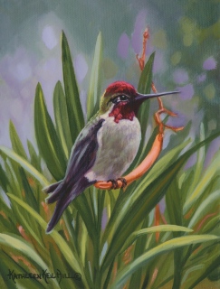 KKH-9000-Annas-Hummingbird KKH-9000-Annas-Hummingbird