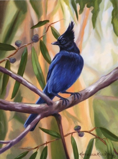 KKH-9004-Stellars-Jay