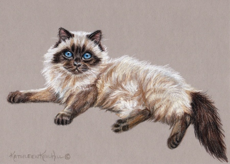 KKH-9018-Kitten_Himalayan