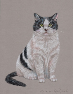 KKH-9027-Black-white-cat