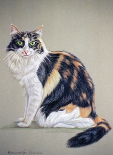 KKH-9028-Cat_calico