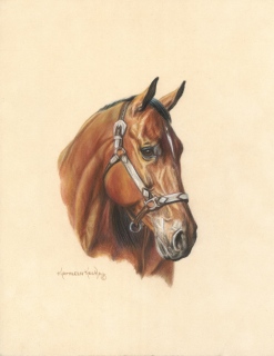 KKH-9055_Show-Halter