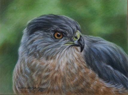 KKH-9094-Coopers-Hawk-